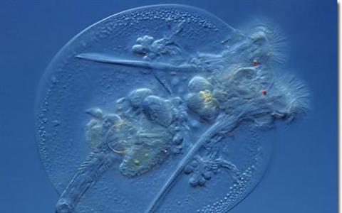 新发现的DNA序列可以保护轮虫中的染色体