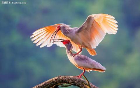 DNA研究为一只濒临灭绝的鸟类提供了新的希望