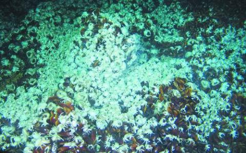 研究解码了第一个深海贻贝基因组