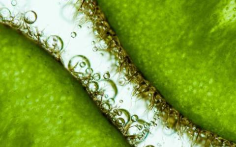 解开叶绿体遗传学 科学家们将植物健康的关键基因分离出来