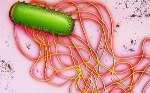 细胞如何对抗沙门氏菌