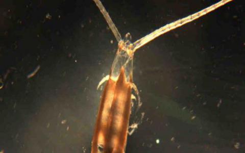 科学家揭示了水蚤 新的和改良的基因组序列