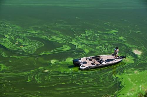 研究人员通过藻类DNA追踪水污染