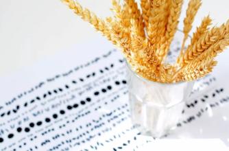 科学家发现影响谷物产量的基因