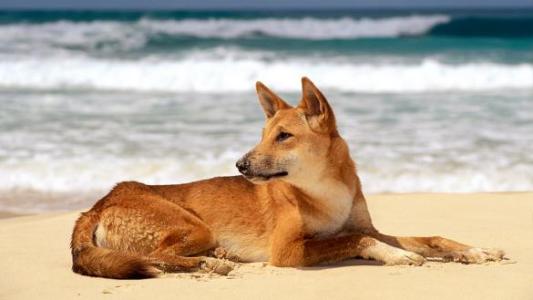 Sandy the dingo赢得了世界上最有趣的基因组竞赛