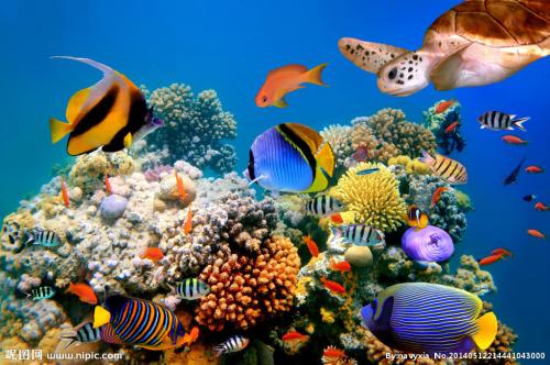 自由浮动的eDNA识别海洋生物的存在和丰富