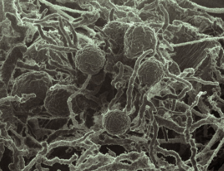 真菌酶组合可以更有效地分解纤维素