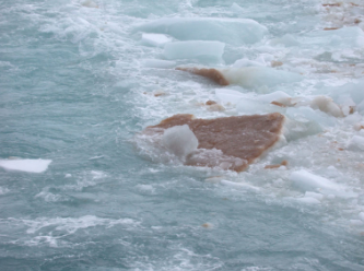 跟踪硅藻的南极适应性