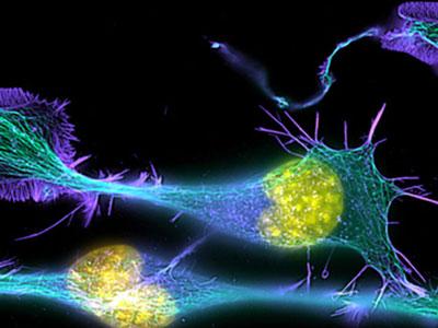 新技术帮助研究人员确定干细胞如何分化