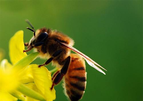 基因是杀手蜜蜂成功的关键