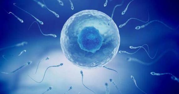 女性生育能力通过新发现的分子机制维持 该机制冻结卵细胞中的细胞周期