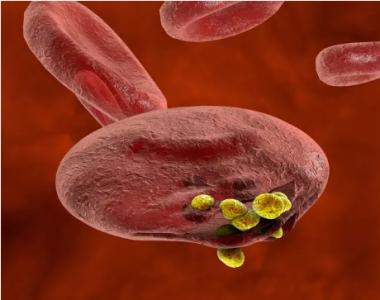 疟疾寄生虫软化我们的细胞的防御 以入侵