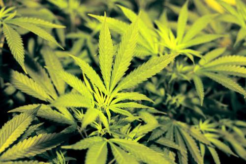 研究人员确定了给大麻带来味道的基因