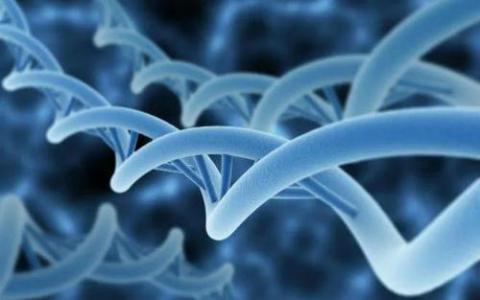 科学家发现了DNA序列的重要性