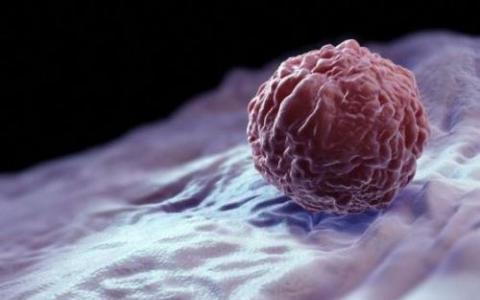 科学家们扩展了干细胞重新生长任何组织类型的能力