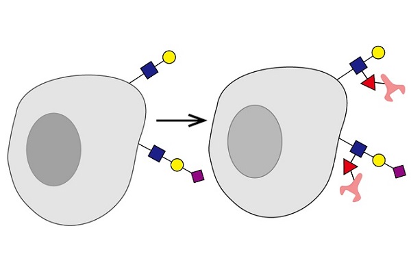 科学家设计抗体镶嵌的细胞来消灭癌症