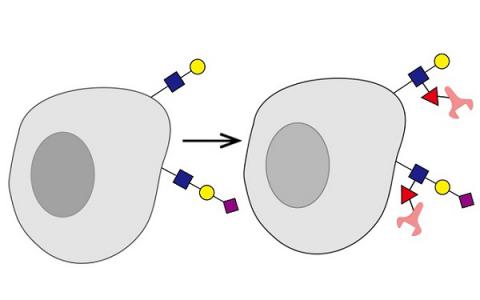 科学家设计抗体镶嵌的细胞来消灭癌症