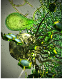 生物燃料技术直接从农场