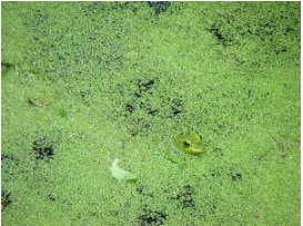池塘动力园的基因组指向其生物燃料潜力