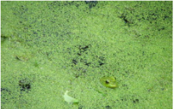 池塘动力园的基因组指向其生物燃料潜力