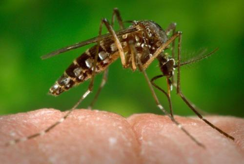 科学家利用新技术组装寨卡病毒蚊子的基因组