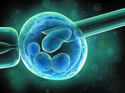 研究胚胎干细胞起源的新工具