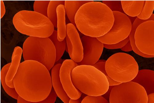 新的研究表明疟疾寄生虫如何生长并逃离红细胞
