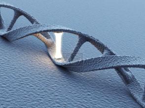 可视化基因组 研究人员创建了活性DNA的第一个三维结构