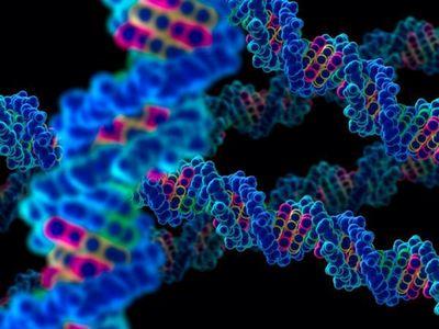 跨物种研究三维基因组折叠和基因表达的原理