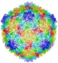 解决了P22病毒的详细化学结构