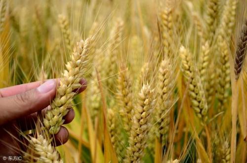 来自21个地中海国家的小麦的第一次基因放射照相用于制作面食