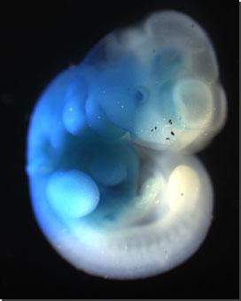 科学家们首次从干细胞中创造了人造小鼠的胚胎