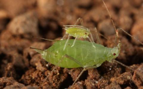 为什么蚜虫在掉下植物后互相捎带？