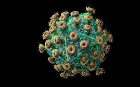 自然杀伤细胞是HIV-1感染期间广泛中和抗体反应的关键调节因子
