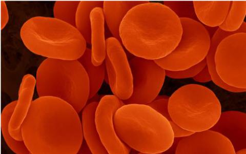 新的研究表明疟疾寄生虫如何生长并逃离红细胞