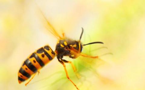 新发现的病毒影响杀虫黄蜂的性别比例
