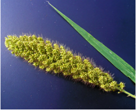 Foxtail小米提供组装柳枝稷基因组的线索