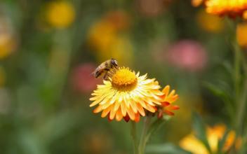 尽管味道基因很少 但蜜蜂会根据花卉资源寻找必需的营养素