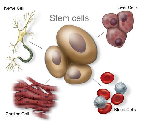 干细胞的起源