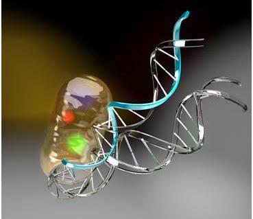 人类DNA比DNA单细胞生命更柔软