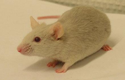 第一个CRISPR单核苷酸编辑的转基因小鼠