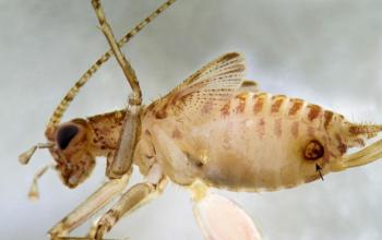 防治蚊媒疾病的新工具 昆虫寄生虫基因