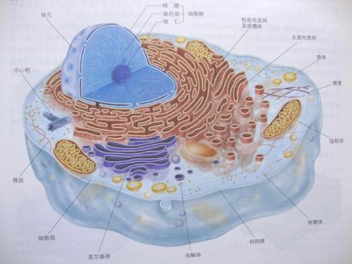 蛋白质如何重塑细胞膜