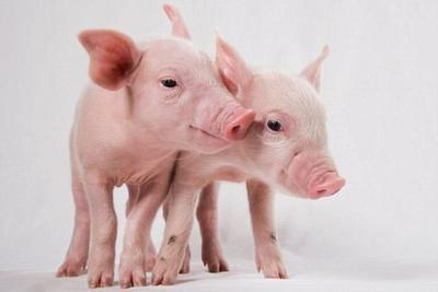 基因编辑的猪显示出对主要病毒性疾病的抗性迹象