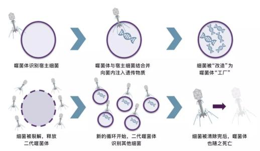 研究人员揭示了HSP90在人类基因  环境相互作用中的作用