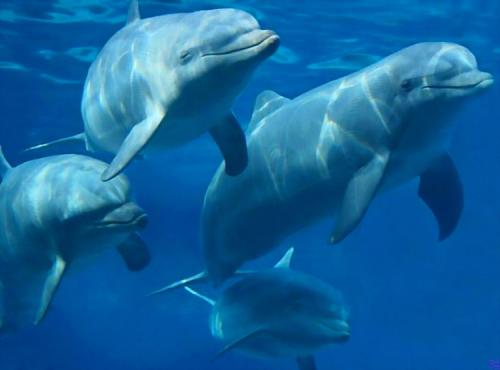 潜入海豚基因组可以有益于人类健康