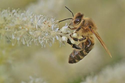 蜂蜜蜂寄生虫基因组测序有助于对抗蜂群破坏