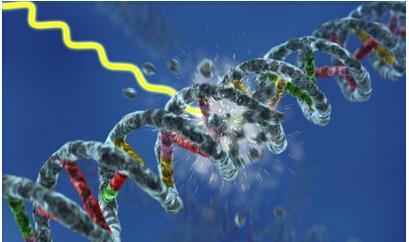 DNA损伤过程中基因转录会发生什么
