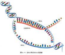 不要杀死信使RNA