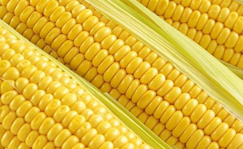 玉米研究发现有助于作物适应变化的基因